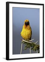 Lesser Masked Weaver (Ploceus Intermedius), Ngorongoro Crater, Tanzania, East Africa, Africa-James Hager-Framed Photographic Print