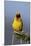 Lesser Masked Weaver (Ploceus Intermedius), Ngorongoro Crater, Tanzania, East Africa, Africa-James Hager-Mounted Photographic Print