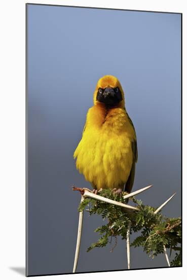 Lesser Masked Weaver (Ploceus Intermedius), Ngorongoro Crater, Tanzania, East Africa, Africa-James Hager-Mounted Photographic Print