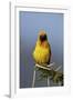 Lesser Masked Weaver (Ploceus Intermedius), Ngorongoro Crater, Tanzania, East Africa, Africa-James Hager-Framed Photographic Print