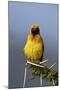 Lesser Masked Weaver (Ploceus Intermedius), Ngorongoro Crater, Tanzania, East Africa, Africa-James Hager-Mounted Photographic Print