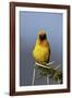 Lesser Masked Weaver (Ploceus Intermedius), Ngorongoro Crater, Tanzania, East Africa, Africa-James Hager-Framed Photographic Print