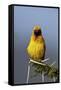 Lesser Masked Weaver (Ploceus Intermedius), Ngorongoro Crater, Tanzania, East Africa, Africa-James Hager-Framed Stretched Canvas