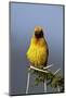 Lesser Masked Weaver (Ploceus Intermedius), Ngorongoro Crater, Tanzania, East Africa, Africa-James Hager-Mounted Photographic Print