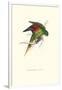 Lesser Maton's Parakeet -Trichoglossus Haematodus-Edward Lear-Framed Art Print