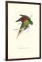 Lesser Maton's Parakeet -Trichoglossus Haematodus-Edward Lear-Framed Art Print