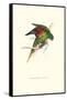 Lesser Maton's Parakeet -Trichoglossus Haematodus-Edward Lear-Framed Stretched Canvas