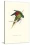 Lesser Maton's Parakeet -Trichoglossus Haematodus-Edward Lear-Stretched Canvas