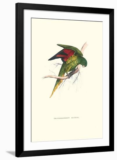 Lesser Maton's Parakeet -Trichoglossus Haematodus-Edward Lear-Framed Art Print