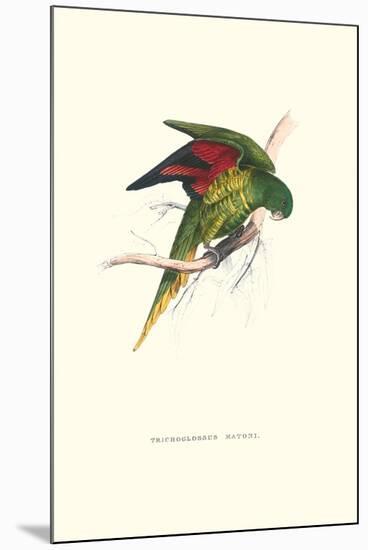 Lesser Maton's Parakeet -Trichoglossus Haematodus-Edward Lear-Mounted Art Print