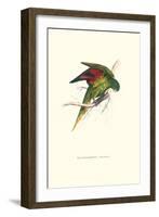 Lesser Maton's Parakeet -Trichoglossus Haematodus-Edward Lear-Framed Art Print