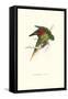 Lesser Maton's Parakeet -Trichoglossus Haematodus-Edward Lear-Framed Stretched Canvas