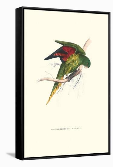 Lesser Maton's Parakeet -Trichoglossus Haematodus-Edward Lear-Framed Stretched Canvas