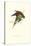 Lesser Maton's Parakeet -Trichoglossus Haematodus-Edward Lear-Stretched Canvas