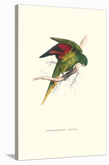Lesser Maton's Parakeet -Trichoglossus Haematodus-Edward Lear-Stretched Canvas