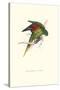 Lesser Maton's Parakeet -Trichoglossus Haematodus-Edward Lear-Stretched Canvas