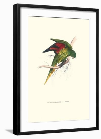 Lesser Maton's Parakeet -Trichoglossus Haematodus-Edward Lear-Framed Art Print