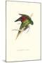 Lesser Maton's Parakeet -Trichoglossus Haematodus-Edward Lear-Mounted Art Print
