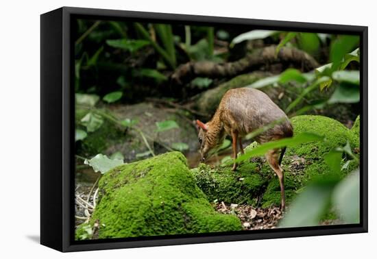 Lesser Mouse Deer-null-Framed Stretched Canvas