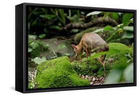 Lesser Mouse Deer-null-Framed Stretched Canvas