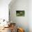 Lesser Mouse Deer-null-Stretched Canvas displayed on a wall