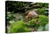 Lesser Mouse Deer-null-Stretched Canvas