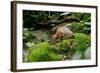 Lesser Mouse Deer-null-Framed Photographic Print