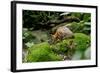 Lesser Mouse Deer-null-Framed Photographic Print