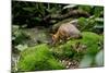 Lesser Mouse Deer-null-Mounted Photographic Print
