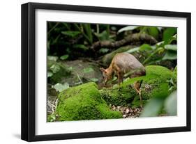 Lesser Mouse Deer-null-Framed Photographic Print