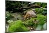 Lesser Mouse Deer-null-Mounted Photographic Print