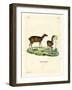 Lesser Mouse Deer-null-Framed Giclee Print