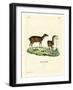 Lesser Mouse Deer-null-Framed Giclee Print