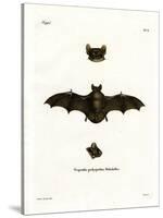 Lesser Noctule Bat-null-Stretched Canvas
