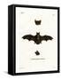 Lesser Noctule Bat-null-Framed Stretched Canvas