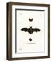 Lesser Noctule Bat-null-Framed Giclee Print