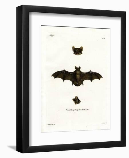 Lesser Noctule Bat-null-Framed Giclee Print