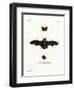 Lesser Noctule Bat-null-Framed Giclee Print