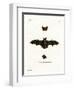 Lesser Noctule Bat-null-Framed Giclee Print