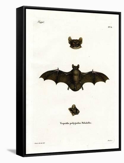 Lesser Noctule Bat-null-Framed Stretched Canvas