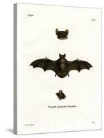 Lesser Noctule Bat-null-Stretched Canvas