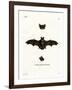 Lesser Noctule Bat-null-Framed Giclee Print