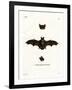 Lesser Noctule Bat-null-Framed Giclee Print