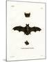 Lesser Noctule Bat-null-Mounted Giclee Print