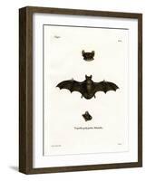 Lesser Noctule Bat-null-Framed Giclee Print