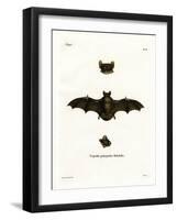 Lesser Noctule Bat-null-Framed Giclee Print