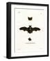 Lesser Noctule Bat-null-Framed Giclee Print