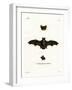 Lesser Noctule Bat-null-Framed Giclee Print