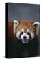 Lesser Panda-DLILLC-Stretched Canvas