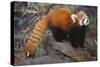 Lesser Panda-DLILLC-Stretched Canvas